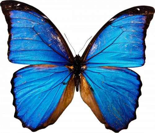 beautiful blue butterfly with dark edges